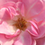 Roz - Trandafir pentru straturi Floribunda - Mevrouw Nathalie Nypels